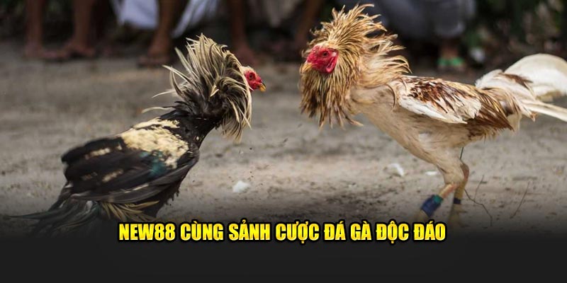 New88 cùng sảnh cược đá gà độc đáo